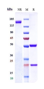 CEACAM6/CD66c Antibody