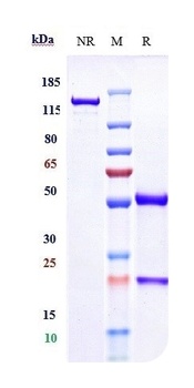 IL-12b Antibody