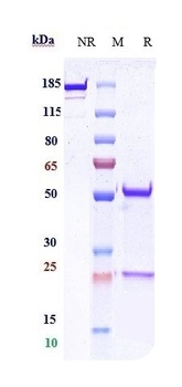 CDH1 / E-cadherin / CD324 Reference Antibody