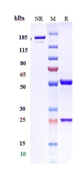 TIGIT/VSIG9/VSTM3 Antibody