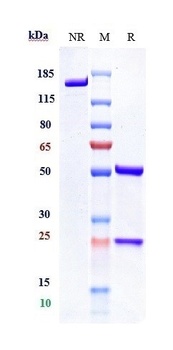 CD47 Antibody