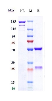 CD28L/CD80 Antibody