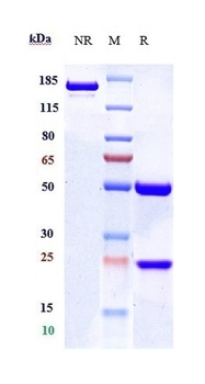 CD19 Reference Antibody