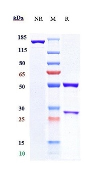 B7-H4 / VTCN1 Reference Antibody