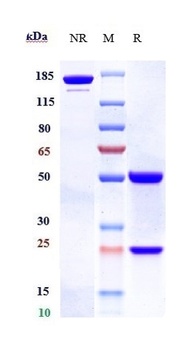 B7-H4/VTCN1 Antibody
