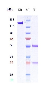 B7-H3 / CD276 Reference Antibody