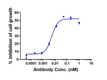 AXL/UFO Antibody