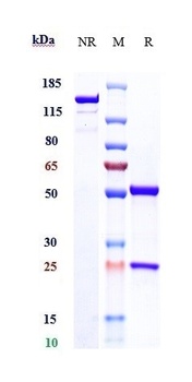 MSPR/RON/CD136 Antibody
