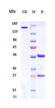 ICOS/CD278 Antibody
