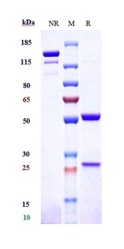 TNFRSF10B/TRAILR2/CD262 Antibody