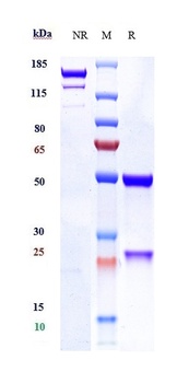 PAR2 Antibody