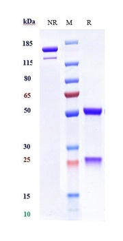 IL-13 Antibody
