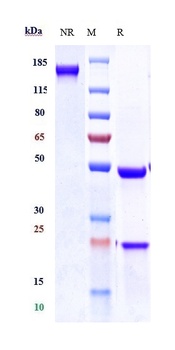 NOTCH3 Antibody
