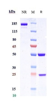 SCFR/c-Kit/CD117 Antibody
