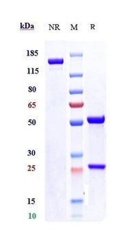 SLITRK6 Antibody