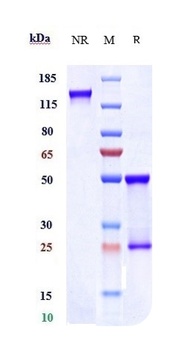 FcRL5/IRTA2/CD307e Antibody