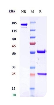 KAAG1 Antibody