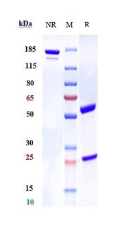ANGPTL8 Reference Antibody