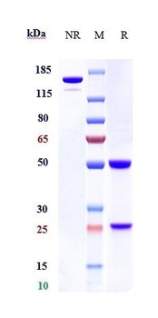 Integrin b7 / ITGB7 Reference Antibody