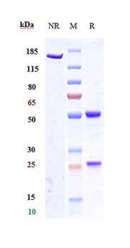 SCN9a/Nav1.7 Antibody