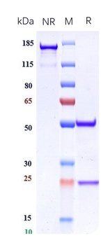 CXCL4 / PF4 Reference Antibody