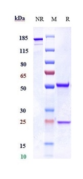 Integrin b2/ITGB2/CD18 Antibody