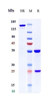 Complement C2 Antibody