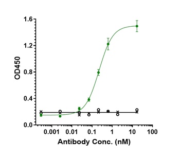 TGFb1 Antibody