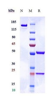 SIRPg/CD172g Antibody
