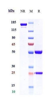 PCSK9 Antibody