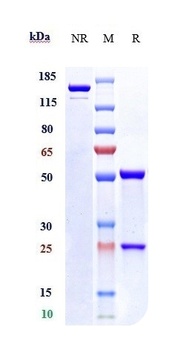 NRP1/VEGF165R/CD304 Antibody