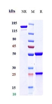 Mesothelin Antibody