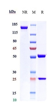 MADCAM1 Antibody
