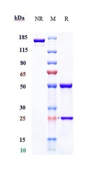 LOXL2 Antibody