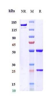 LAP Antibody