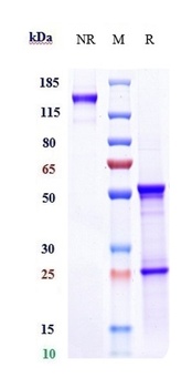 CXCL8/IL-8 Antibody