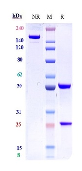 IL-7Ra/CD127 Antibody