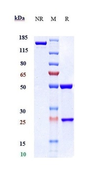 IL-2Rb / CD122 Reference Antibody