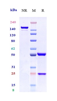 GPA33 Antibody