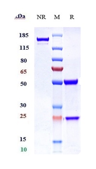 TNFRSF18/GITR/CD357 Antibody