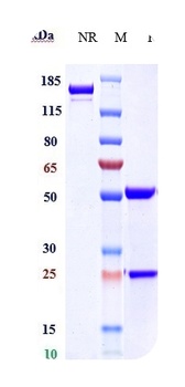 GIPR Reference Antibody