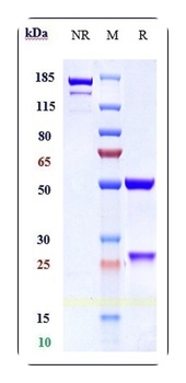 GCGR/GLR Antibody