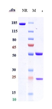 FZD7 Reference Antibody