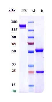 FGFR4/CD334 Antibody