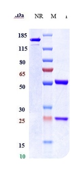 FGF2 Antibody