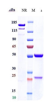 DKK1 Antibody