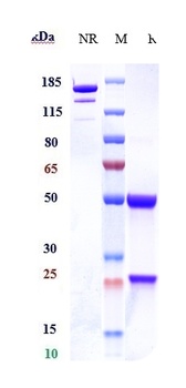 CLEC7A Reference Antibody