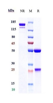 CSF1R/M-CSFR/CD115 Antibody