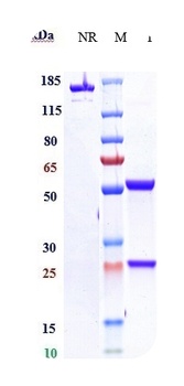 CLDN18.2 Antibody