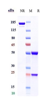 CD79b Antibody